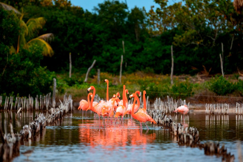 Reserva de Flamencos